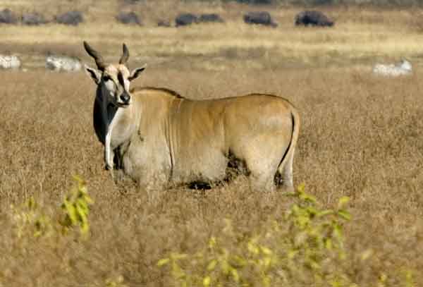 Antílope Eland - cráter del Ngorongoro - Tanzania 2.jpg